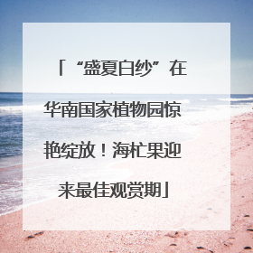 “盛夏白纱”在华南国家植物园惊艳绽放！海杧果迎来最佳观赏期