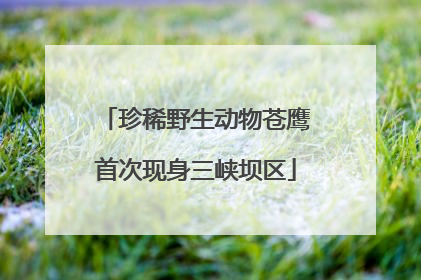 珍稀野生动物苍鹰首次现身三峡坝区