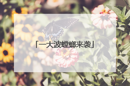 一大波螳螂来袭