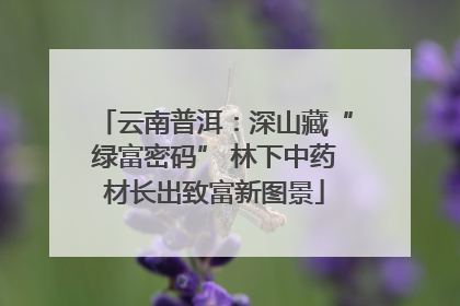 云南普洱：深山藏“绿富密码” 林下中药材长出致富新图景