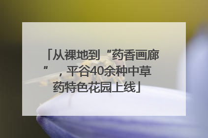 从裸地到“药香画廊”，平谷40余种中草药特色花园上线