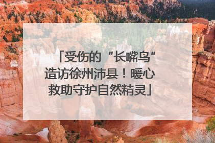 受伤的“长嘴鸟”造访徐州沛县！暖心救助守护自然精灵