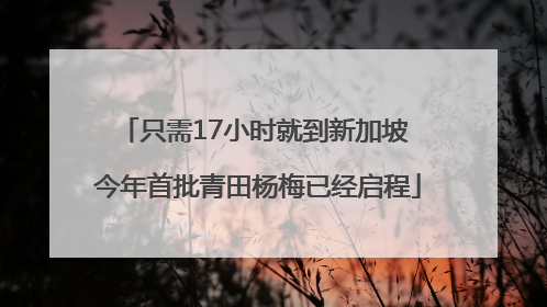 只需17小时就到新加坡 今年首批青田杨梅已经启程