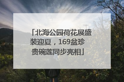 北海公园荷花展盛装迎夏，169盆珍贵碗莲同步亮相