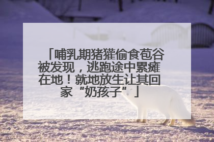 哺乳期猪獾偷食苞谷被发现，逃跑途中累瘫在地！就地放生让其回家“奶孩子”