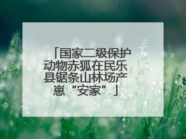 国家二级保护动物赤狐在民乐县锯条山林场产崽“安家”