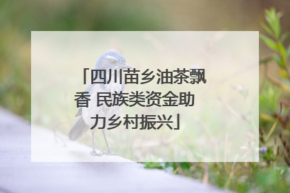 四川苗乡油茶飘香 民族类资金助力乡村振兴