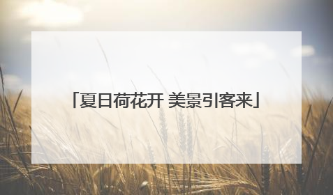 夏日荷花开 美景引客来