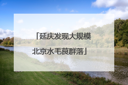 延庆发现大规模北京水毛茛群落
