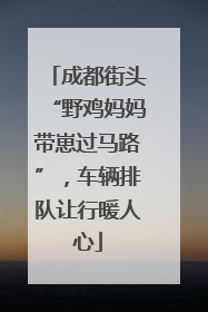 成都街头“野鸡妈妈带崽过马路”，车辆排队让行暖人心
