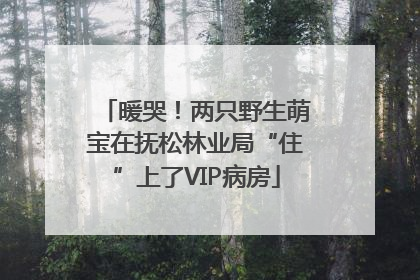 暖哭！两只野生萌宝在抚松林业局“住”上了VIP病房