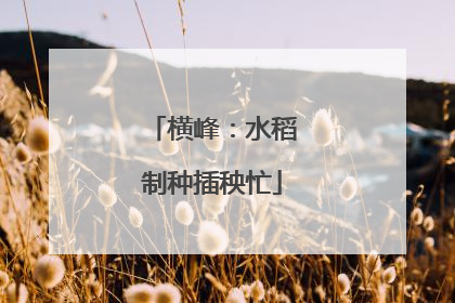 横峰：水稻制种插秧忙