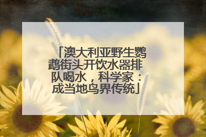 澳大利亚野生鹦鹉街头开饮水器排队喝水，科学家：成当地鸟界传统
