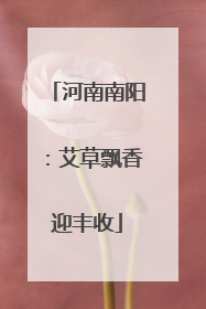 河南南阳：艾草飘香迎丰收