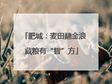 肥城：麦田翻金浪藏粮有“智”方