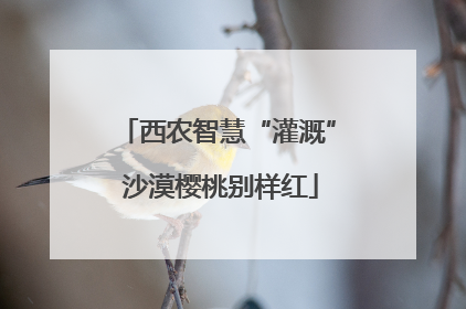 西农智慧“灌溉” 沙漠樱桃别样红