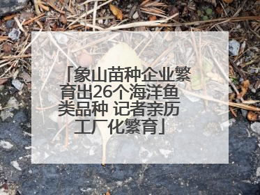 象山苗种企业繁育出26个海洋鱼类品种 记者亲历工厂化繁育