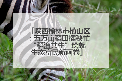 陕西榆林市横山区：五万亩稻田插秧忙 “稻渔共生”绘就生态富民新画卷
