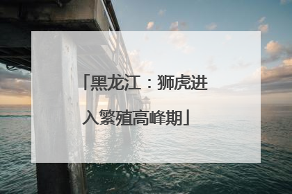黑龙江：狮虎进入繁殖高峰期